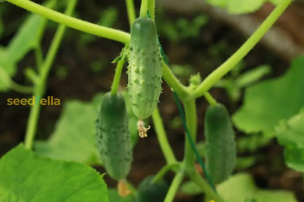 Non GMO Cucumber seeds easy to plant