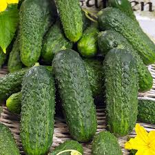 Cucumber Pioneer seeds for planting in home gardens