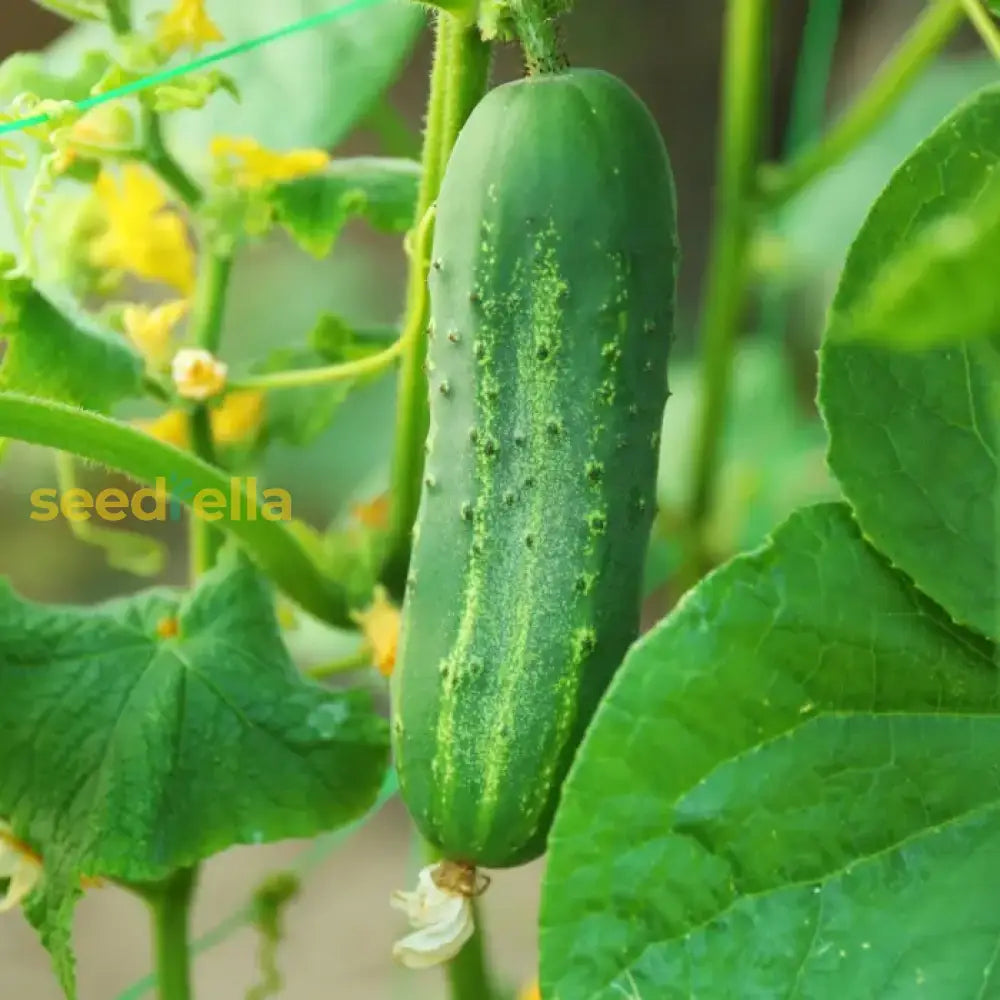 Cucumber Planting Seeds  Perfect For Home Gardening Vegetable Seeds