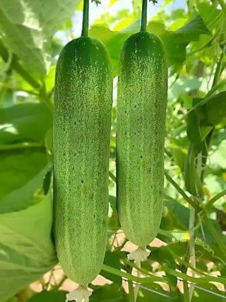 Healthy cucumber plants thriving in raised bed vegetable garden