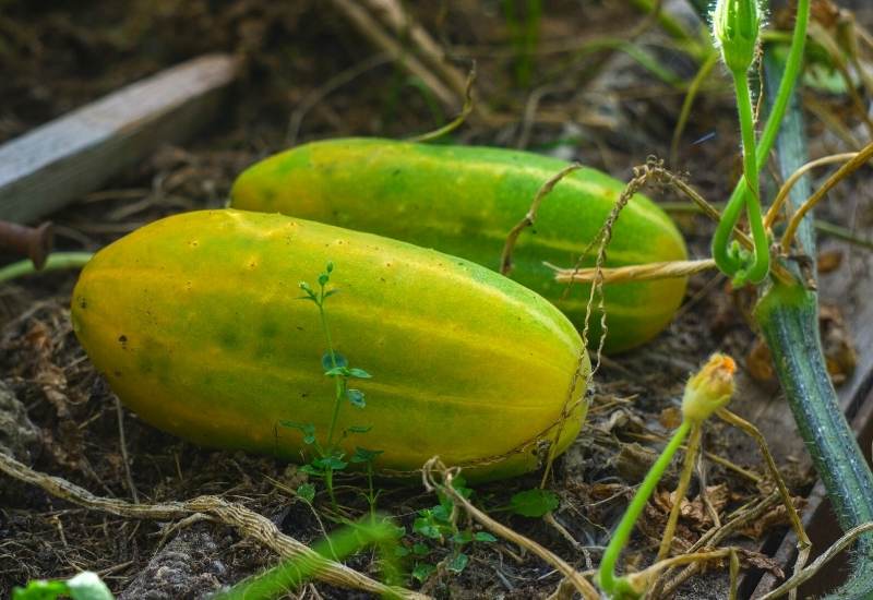 Cucumber seedlings sprouting in soil