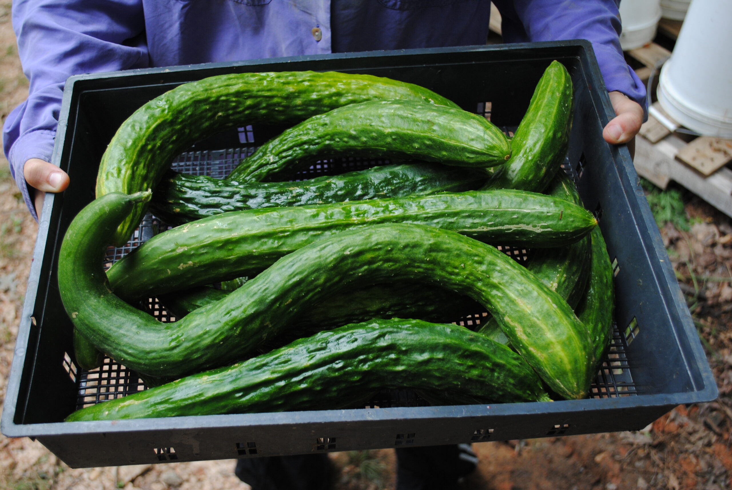 Suyo Long cucumber seedlings sprouting from seeds