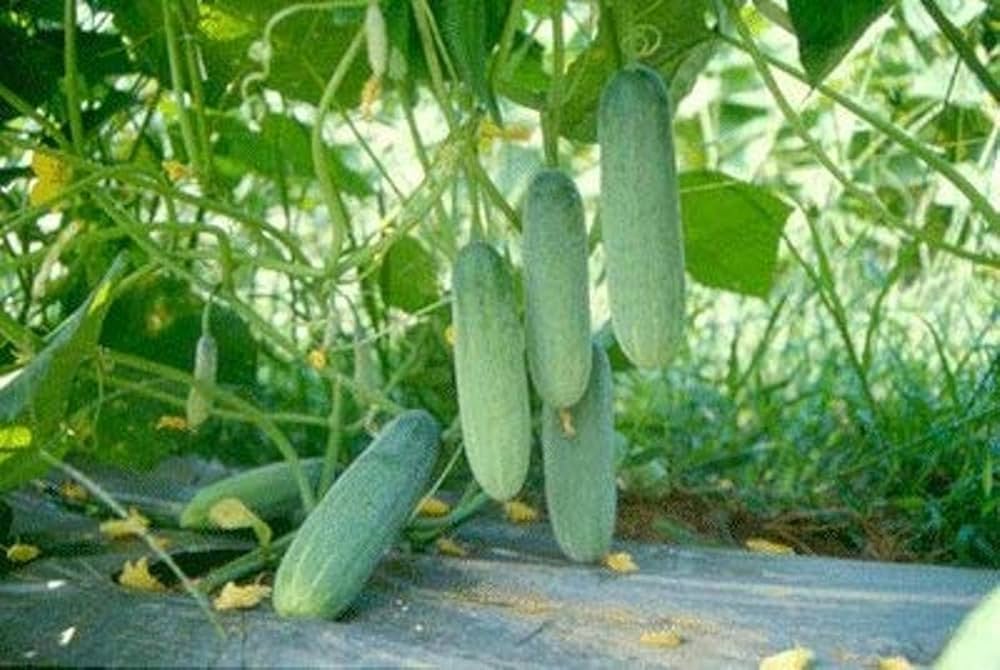 Closeup of high-quality Cucumis sativus cucumber seeds