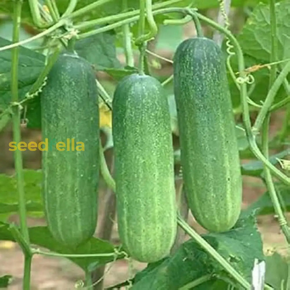 Cucumber seeds for planting in home gardens