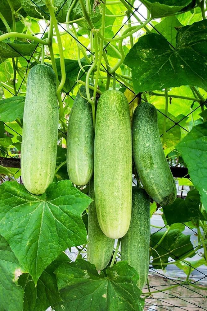 Cucumber plants growing on trellis for support