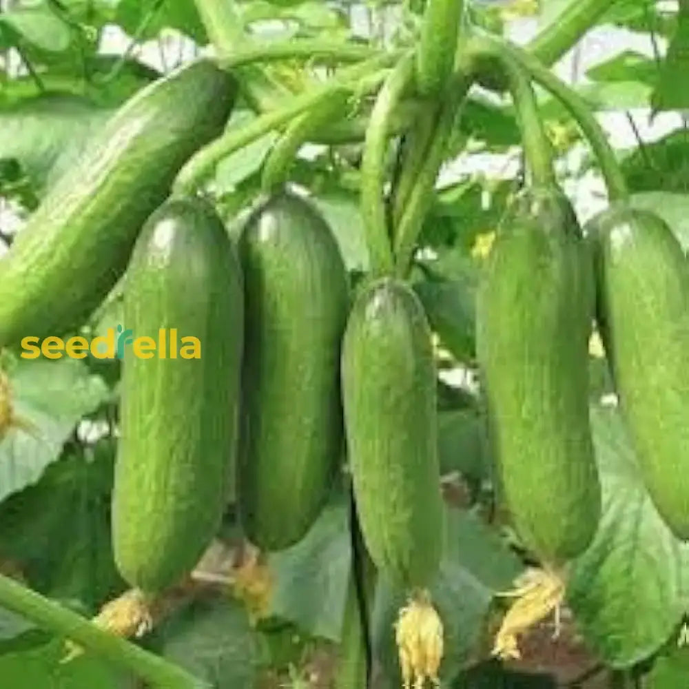 Cucumber Vegetable Seeds For Easy Planting Seeds