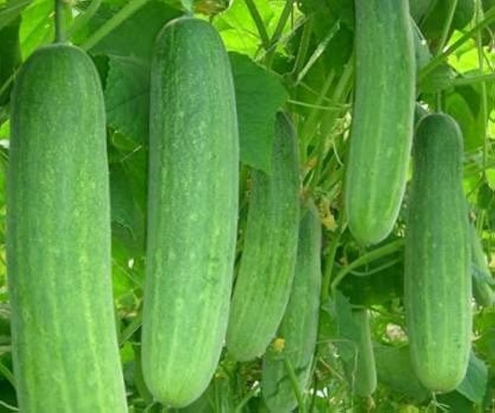 Vining cucumber plant growing from Cucumis sativus seeds