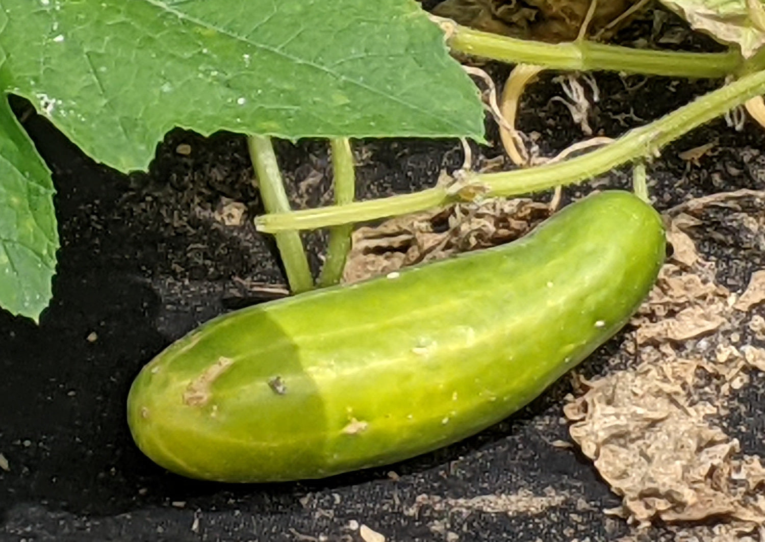 Vigorous Cucumber vine plant grown from seeds
