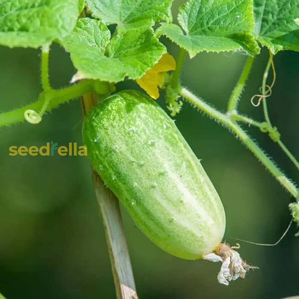 Cucumber vine seeds warm season gardening