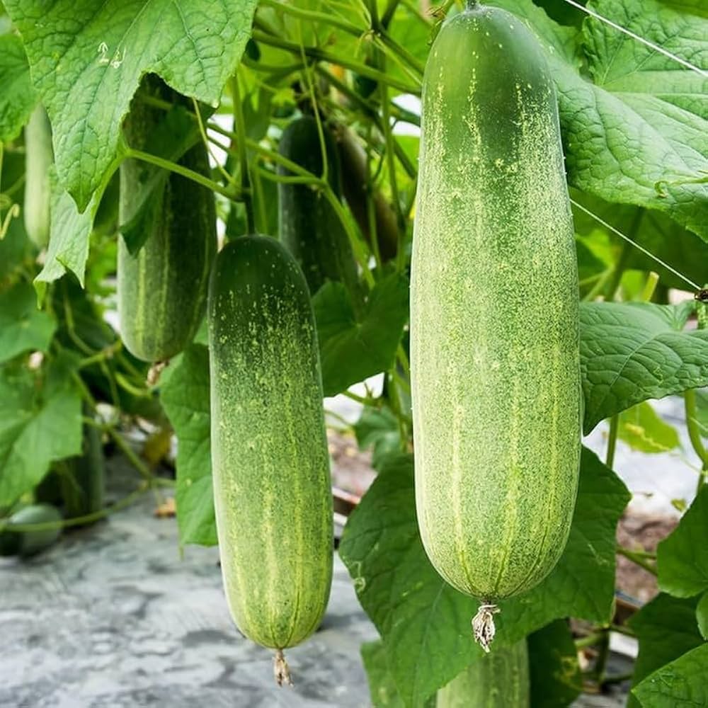 Cucumber vines growing on trellis in urban garden