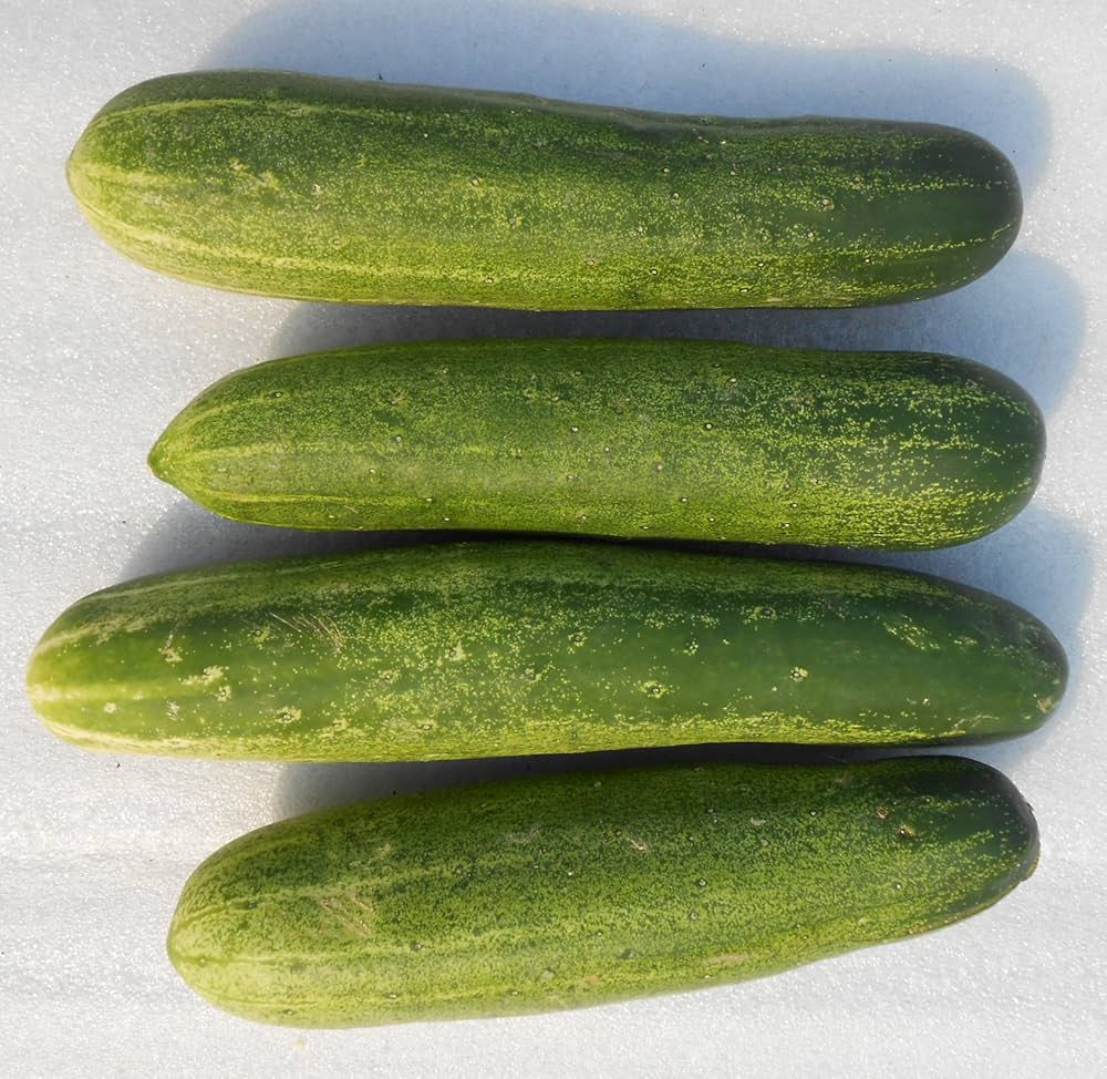 Cucumber vines growing on a trellis