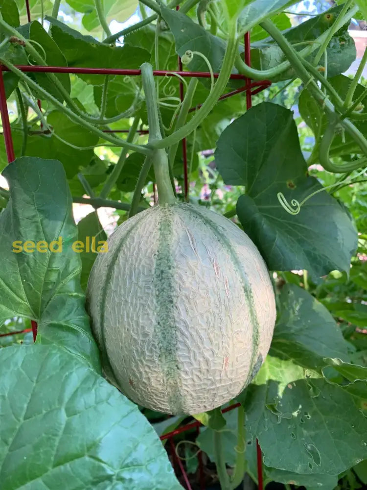 Cucumis Melo Charentais Melon Seeds for Home Garden
