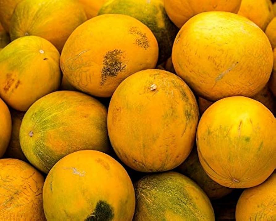 Kolkhoznitsa melon plant growing on the vine