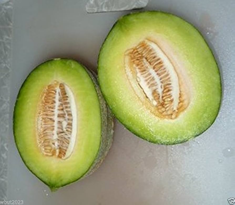 Cucumis melo seedlings sprouting