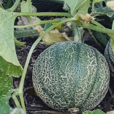 Cucumis Melo Seeds for Growing Blue Minnesota Melons