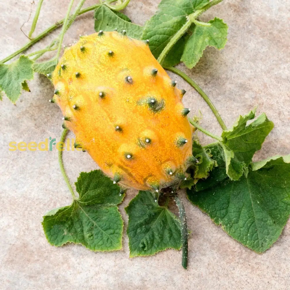 Cucumis Metuliferus Horned Melon Vegetable Seeds For Planting Seeds