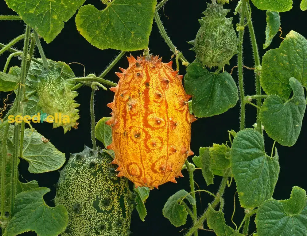 Cucumis Metuliferus Horned Melon Vegetable Seeds For Planting Seeds