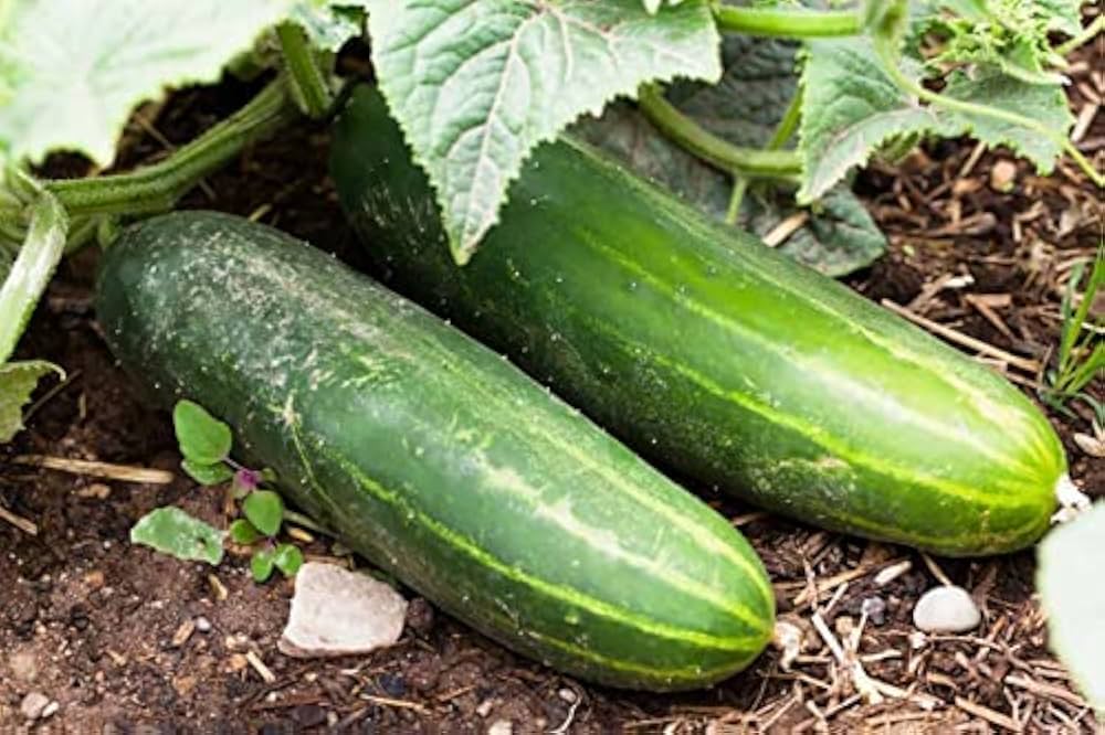 Long Greek Cucumis sativus cucumber plant