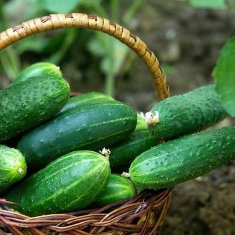 Cucumis sativus long cucumber vine seeds