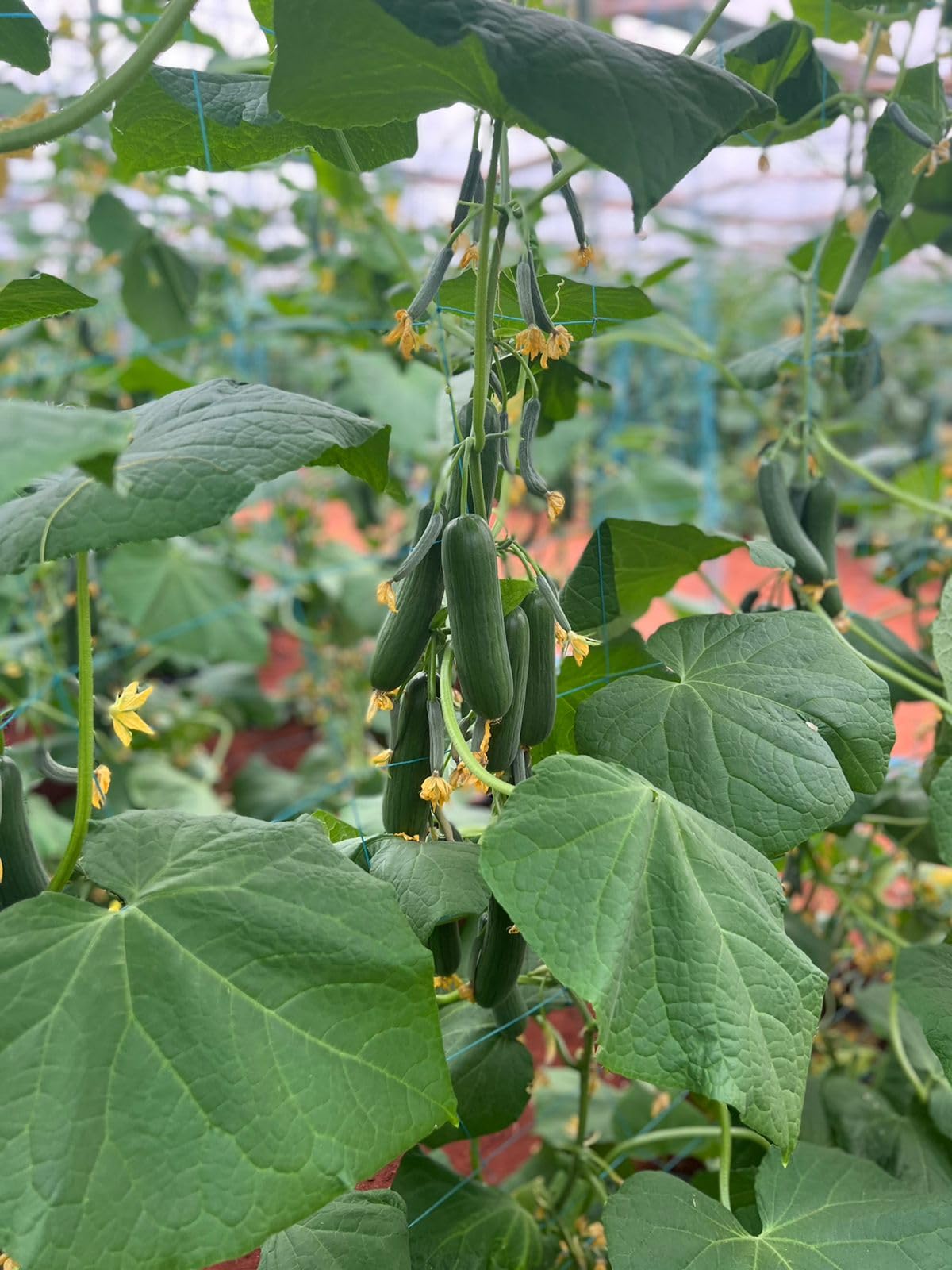 Cucumis sativus mini cucumber seedlings sprouting from Non GMO seeds