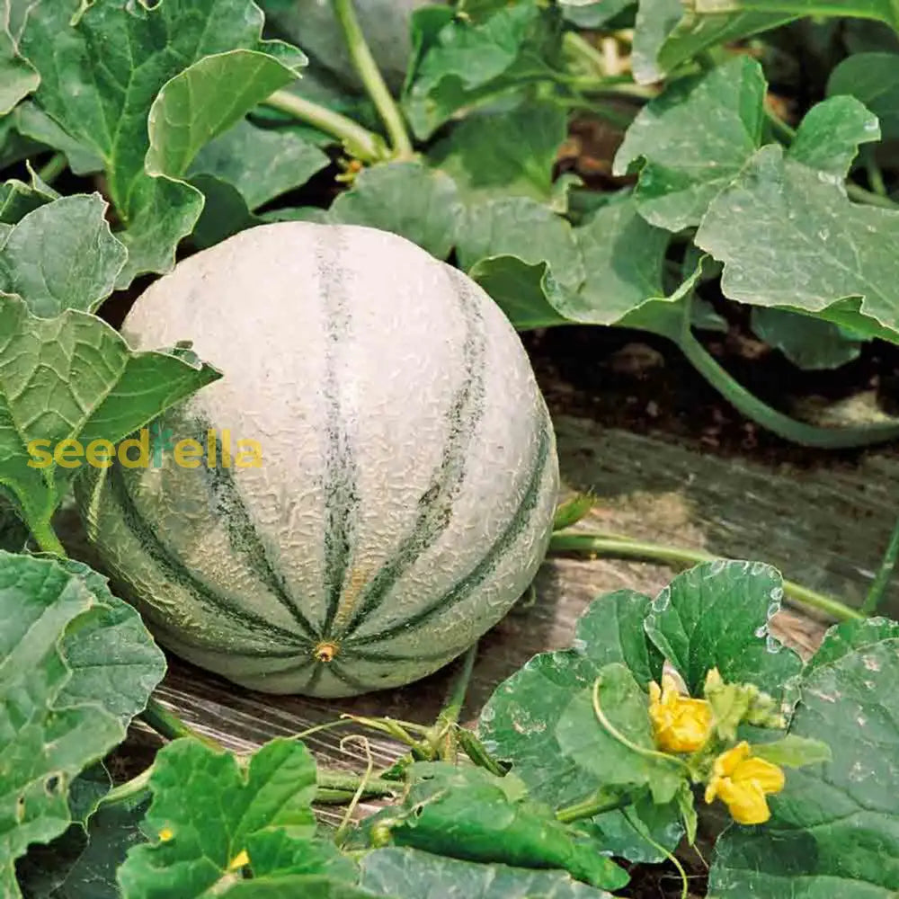 Cucumis Melo Charentais Melon Seeds for Home Garden