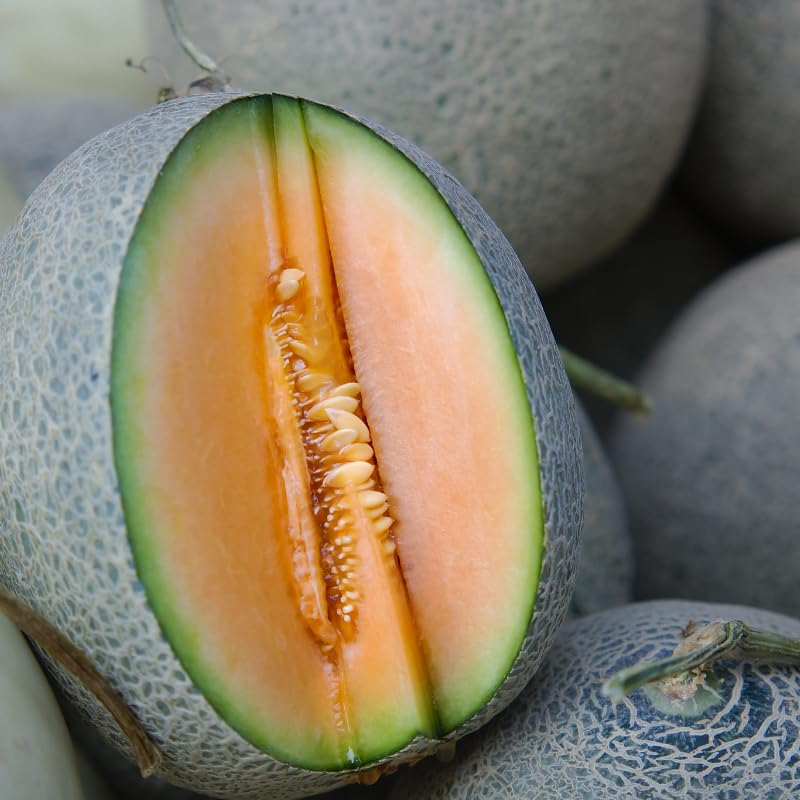 Cucumis melo seedlings sprouting