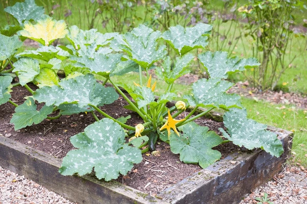 Finger squash seeds germination seedlings garden