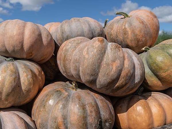 Fairytale pumpkin seeds germination seedlings