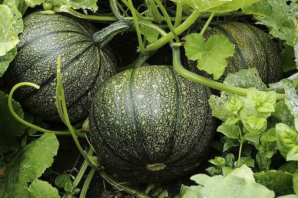 Cucurbita pepo vine seeds for home garden