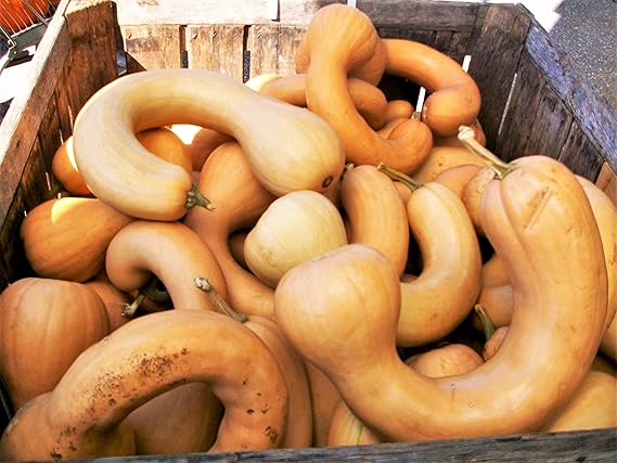 Neck Pumpkin plant growing in garden