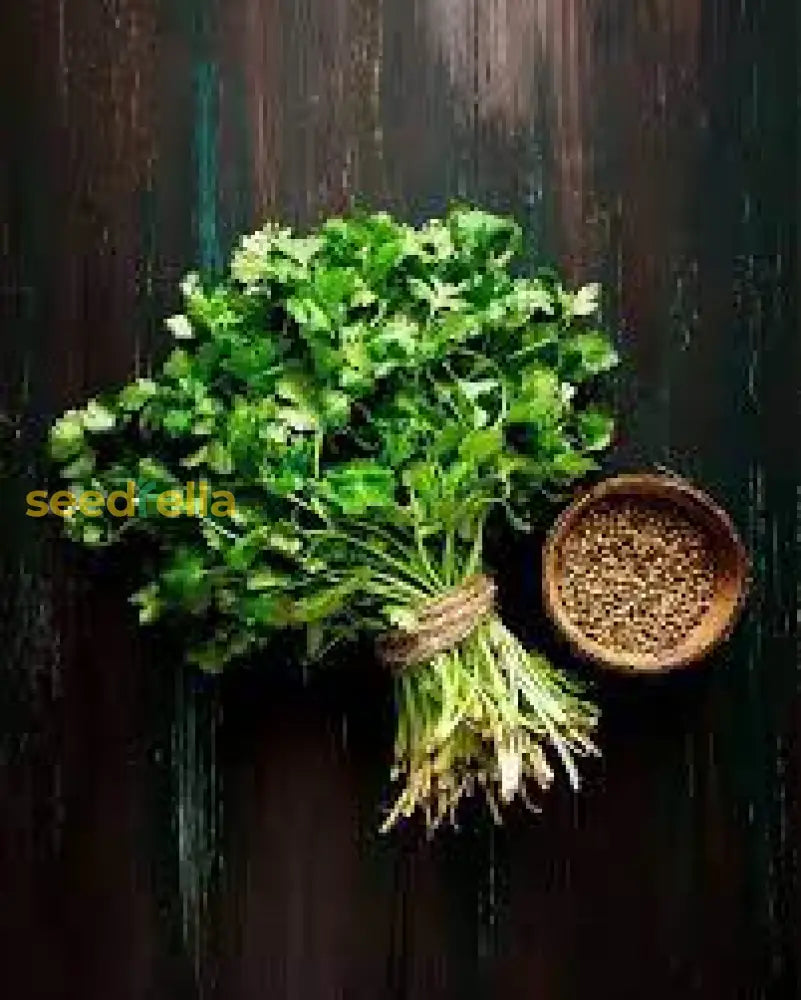 Culantro Coriander Seeds For Planting  Grow Fresh Green Herbs Herb