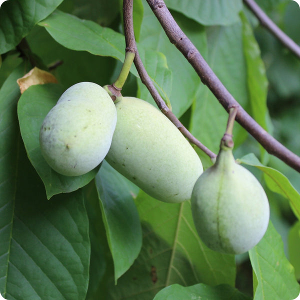 Cultivated pawpaw seeds Asimina triloba hardy native fruit tree