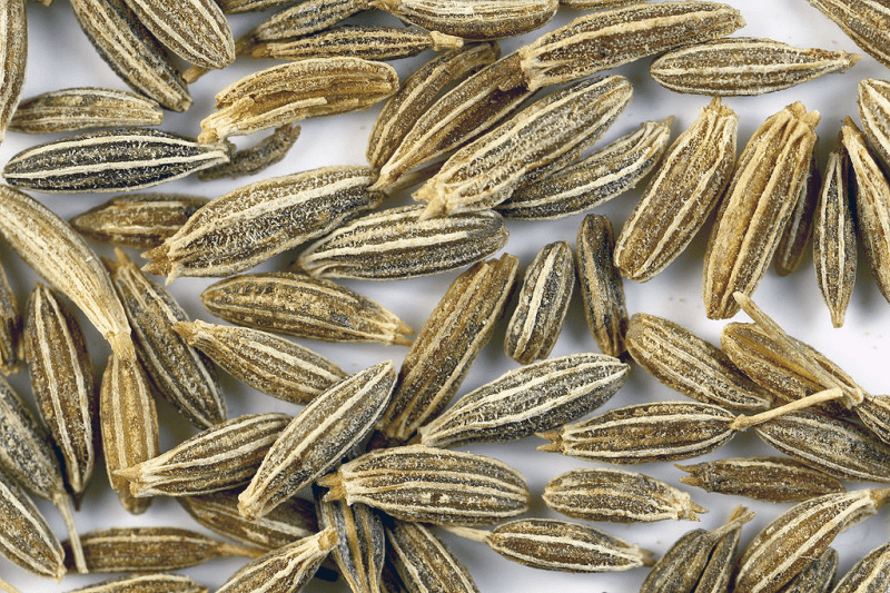 Cumin seeds full sun warm growing requirement