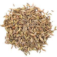 Cuminum cyminum cumin plant thriving in dry climate