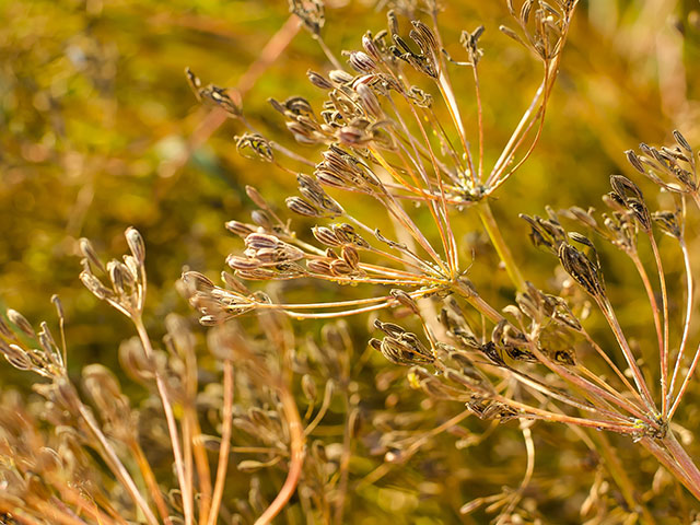 Cuminum cyminum growing in full sun garden bed