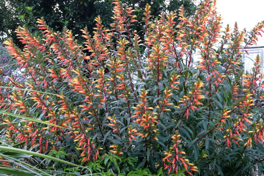 Cuphea Micropetala seeds for planting