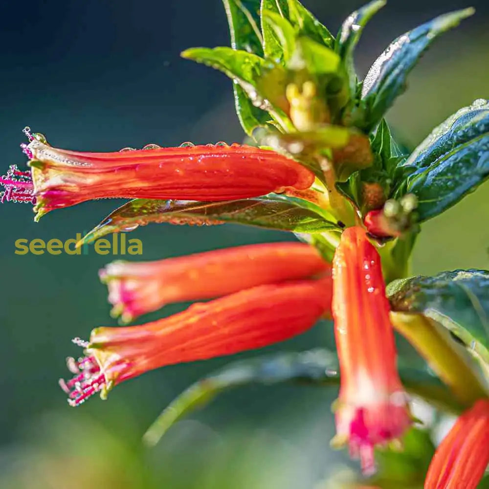 Cuphea Seeds Cigar Plant Firecracker Cuphea Ignea Perennial Annual Deer Resistant Non-Gmo Flower