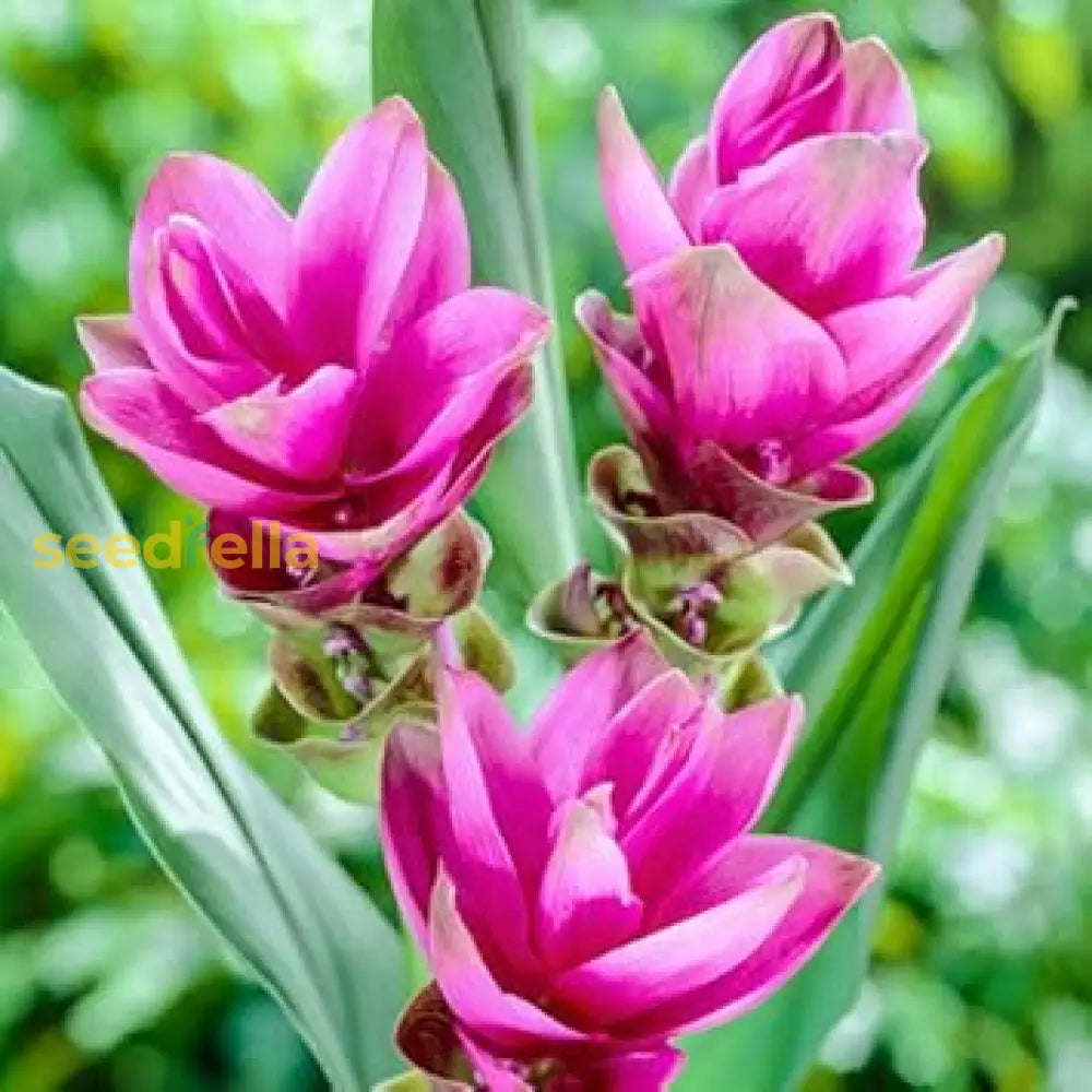 Curcuma Flower Seeds For Planting - Stunning Pink Blooms