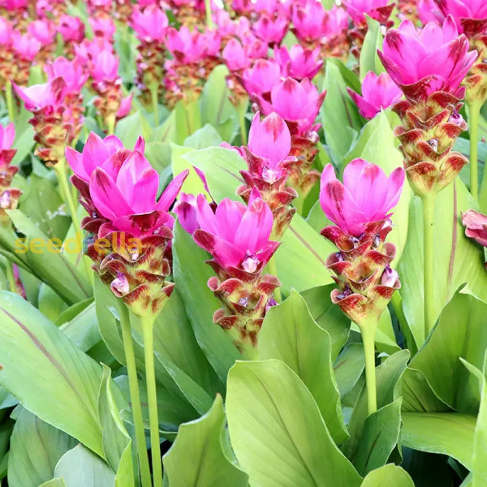 Curcuma Flower Seeds For Planting - Stunning Pink Blooms