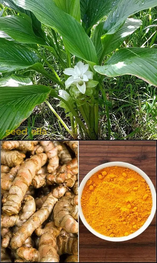 Curcuma Longa Flower Seeds For Easy Planting