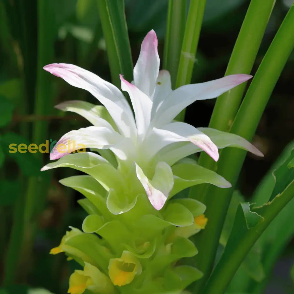 Curcuma Longa Flower Seeds For Easy Planting