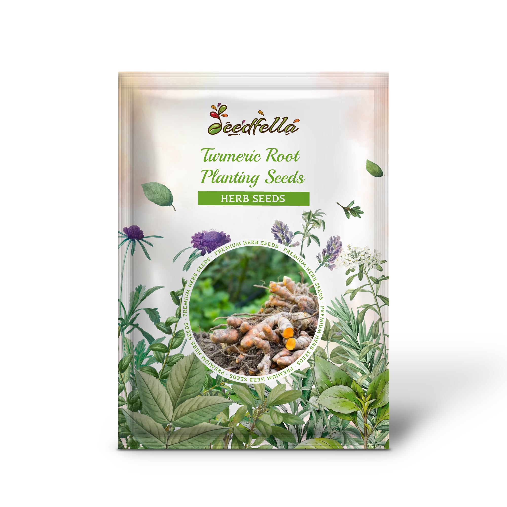 Curcuma longa seedlings growing in garden soil