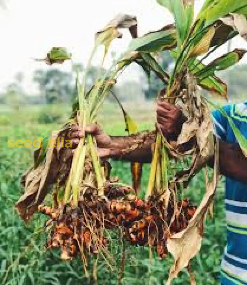 Curcuma Longa Seeds For Planting - Mixed Varieties Flower