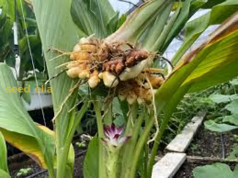 Curcuma Longa Seeds For Planting - Mixed Varieties Flower