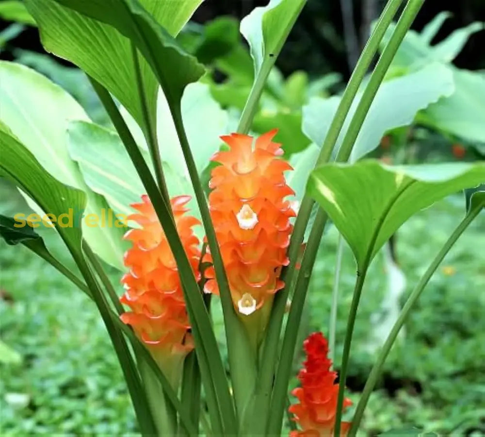 Curcuma Orange Flower Planting Seeds  Vibrant Garden Color