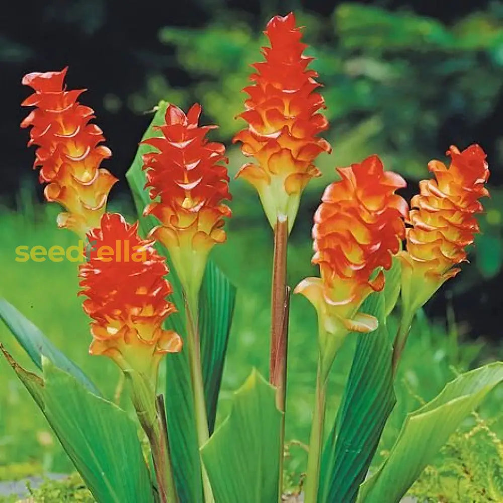 Curcuma Orange Flower Planting Seeds  Vibrant Garden Color