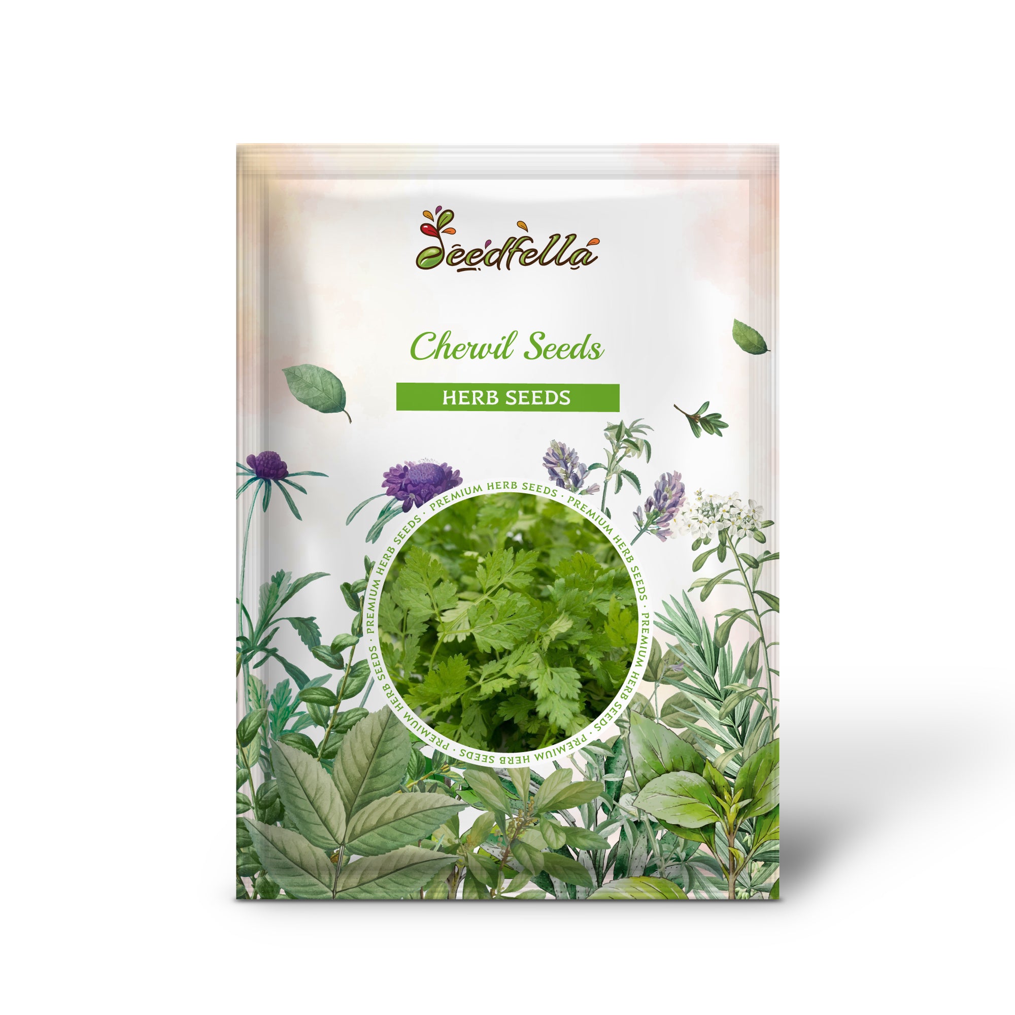 High germination Curled Chervil seeds cool season plant