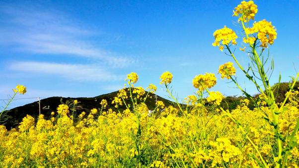 Curled mustard foliage from Southern Giant Mustard seeds in a garden bed