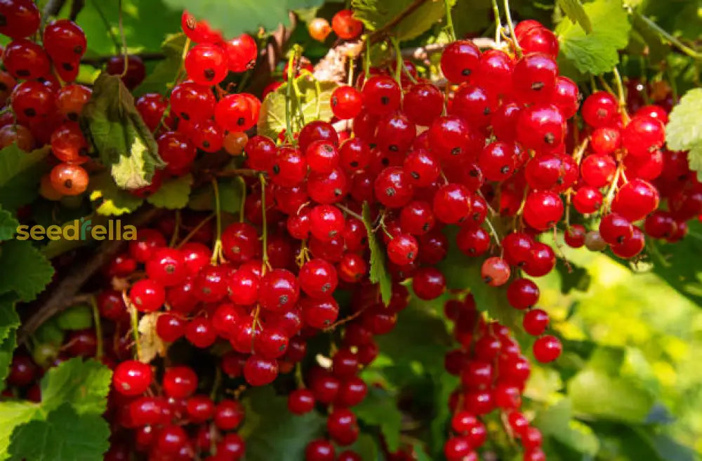 Currant Fruit Seeds For Planting  Grow Flavorful Currants In Your Garden