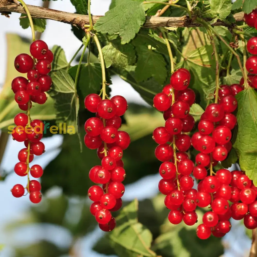 Currant Fruit Seeds For Planting  Grow Flavorful Currants In Your Garden